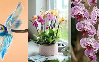 Чем отличается орхидея от фаленопсиса