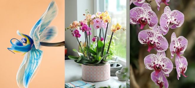 Чем отличается орхидея от фаленопсиса