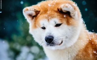Какая порода собаки в фильме «хатико»?