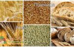 Чем отличается ячмень от пшеницы