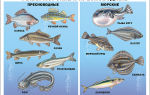 Чем отличаются морские рыбы от речных