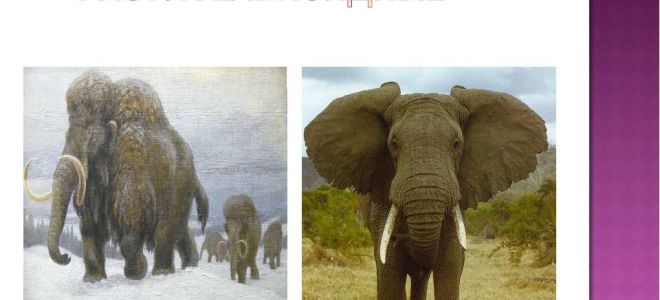 Чем отличается мамонт от слона