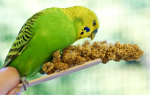 Что едят волнистые попугаи?
