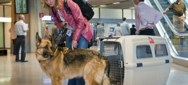 Как вывезти собаку за границу?