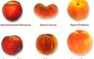 Чем отличается нектарин от персика
