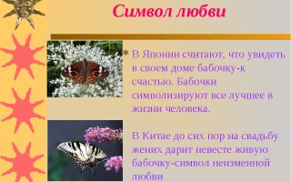 Что символизирует бабочка?