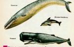 Чем отличается кит от кашалота