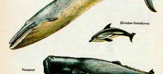 Чем отличается кит от кашалота