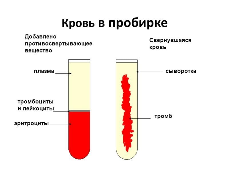 Почему свернулась кровь из вены. Отличие плазмы от сыворотки крови. Разница между плазмой и сывороткой крови. Плазма и сыворотка крови отличия. Отличия в получении плазмы и сыворотки крови.