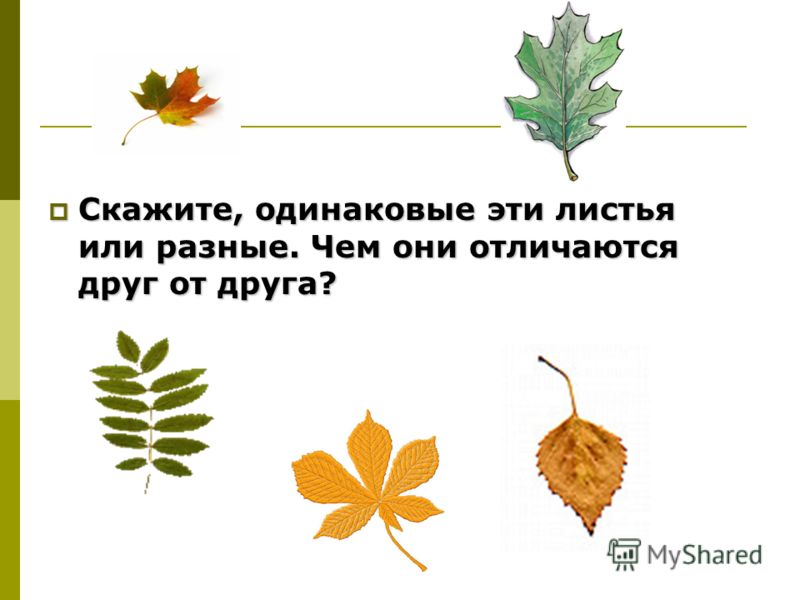 Страница и лист отличие. Листья чем они отличаются. Чем различаются листья разных деревьев 1 класс.