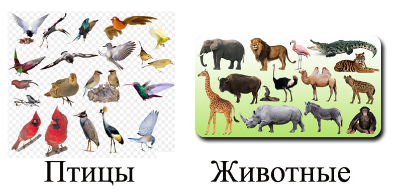Чем звери отличаются от других животных 1