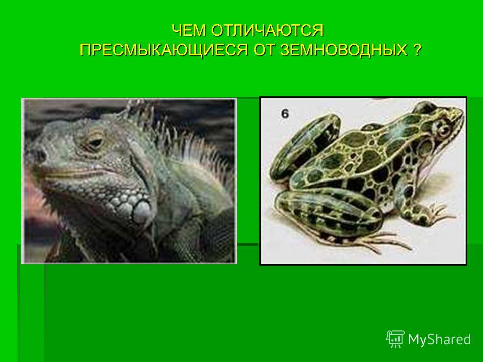 Отличие рептилий от земноводных. Отличия земноводных и пресмыкающихся. Земноводные и пресмыкающиеся. Рептилии и земноводные отличия.