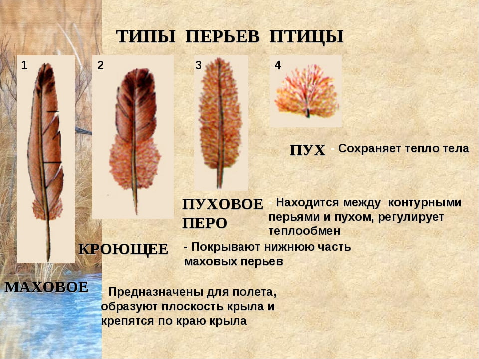 Перья образуют. Перья птиц биология 7 класс. Перья птиц виды и строение. Типы перьев у птиц. Типы перьев и их функции.